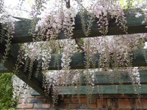 wisteria w patio włoskim  4 